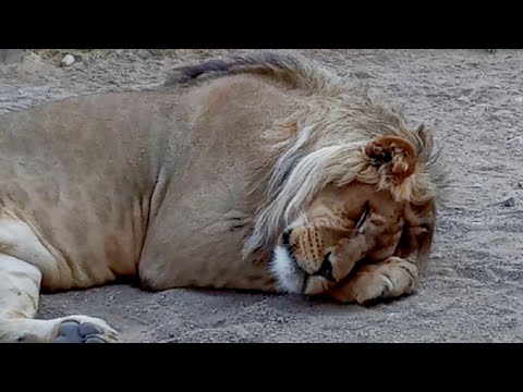 Видео: Лев ШЕРХАН занимается гимнастикой. Копилка царя пополняется. /   Минский Ален Делон. (1 выпуск)