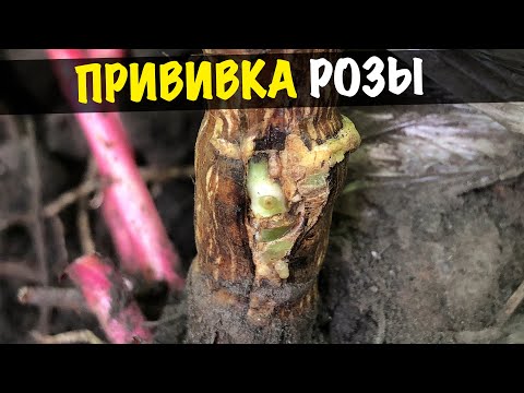 Видео: Как привить розу на шиповник. Окулировка почки-глазка c черенка розы