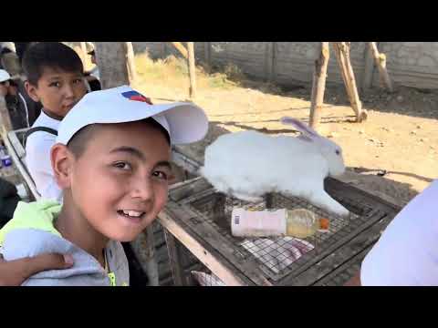 Видео: Тоок базар кызып калдыго 10-Август Кызыл-Кыя 