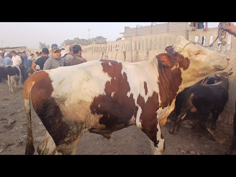 Видео: Панҷшанбе бозори н Ёвон 04 сентябр 2025 савдо хуб шуд #ёвон #молбозор 
