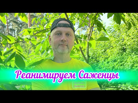 Видео: Не просыпаются саженцы.Как оживить саженец.