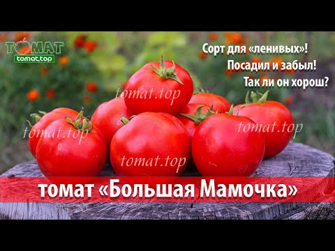 Видео: Томат Большая Мамочка. Обзор сорта Большая мамочка. Отзыв о томате Большая Мамочка от фирмы Гавриш