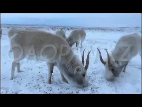 Видео: АШ КИІКТЕР МАЛ АУЫЛДАРДЫ ЖАҒАЛАП ЖҮР, ЖЕУГЕ КОРЕК ЖОҚ 😭😭😭