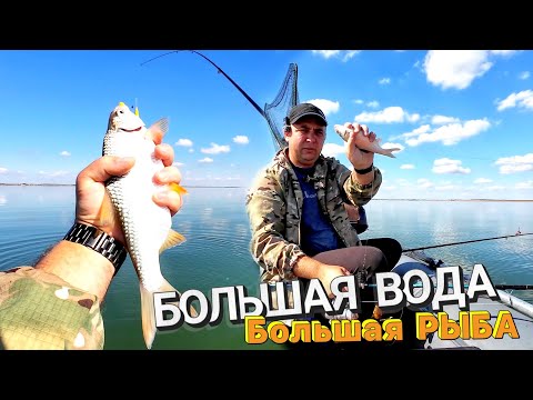 Видео: За крупной таранью на Весёловское водохранилище!