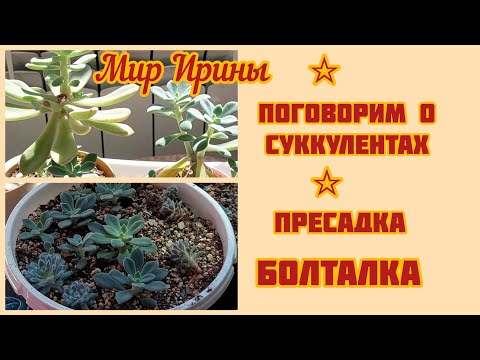 Видео: #мояколлекция Поговорим о суккулентах | Пересадка-Болталка ●☆▪︎☆▪︎☆