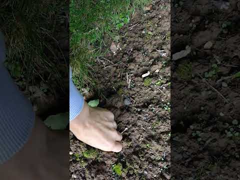 Видео: ДОРОГОЙ МУЖ НИКОЛАЙ ДРАЗНИТ СОФИЮ.  СБОР ЖЕЛУДЕЙ:) ЧАСТЬ 2 ЖИЗНЬ В ВЕЛИКОБРИТАНИИ 