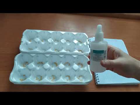 Видео: Обеззараживаю и замачиваю семена перца и томатов.