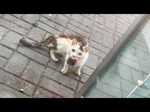 Видео: Это самая жалкая бездомная кошка, которую я когда-либо видел, с опухолью на пасти больше кулака