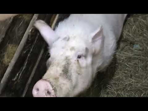 Видео: Мини козовник и малышка. 