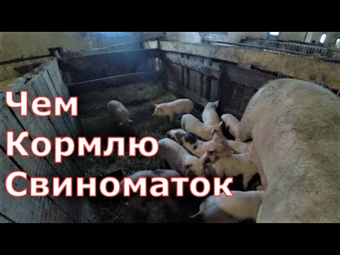 Видео: Чем кормлю свиноматок / Ответы на вопросы