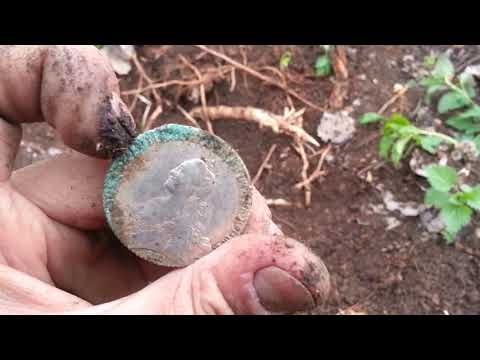 Видео: Нашли клад серебряных монет Екатерины 2!!!