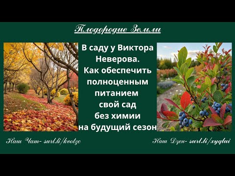 Видео: Осенние работы для супер урожая в саду Виктора Неверова. Секреты ухода. № 80/25