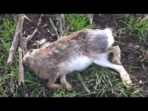 Видео: Охотничьи истории. Сезон 3. Комплексная охота на зайца