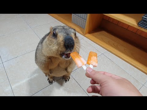 Видео: жевательное мороженое для сурка