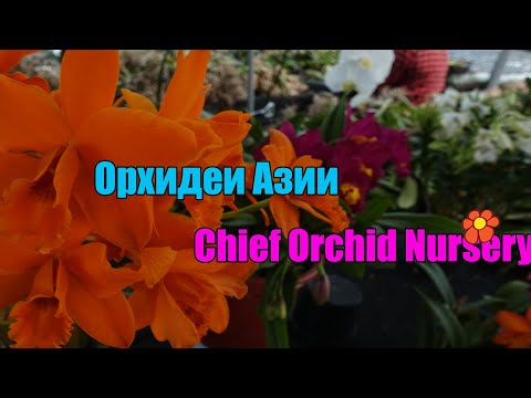 Видео: Chief Orchid Nursery ферма знаменитого бридера каттлей