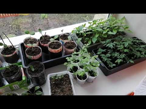 Видео: Рассада арбузов вытягивается?! Как вырастить арбуз в холодном климате? без подсветки. 2021год