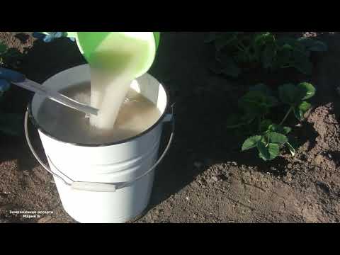 Видео: ОБРАБОТКА ЗЕМЛЯНИКИ ОДНОВРЕМЕННО ПРОТИВ ВРЕДИТЕЛЕЙ И БОЛЕЗНЕЙ