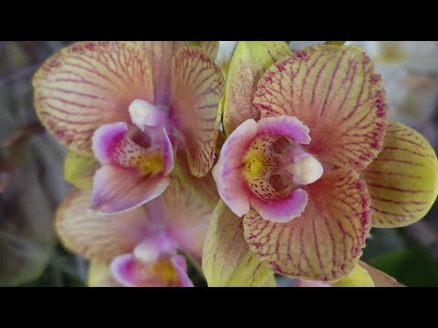 Видео: Нашла орхидейную заначку 😎