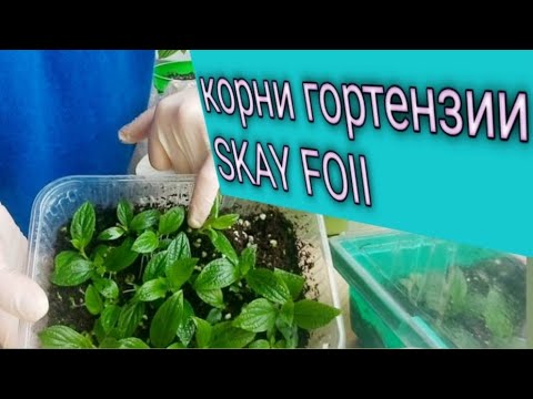 Видео: Черенки гортензии. Корни skay foll перепутались отличный результат!