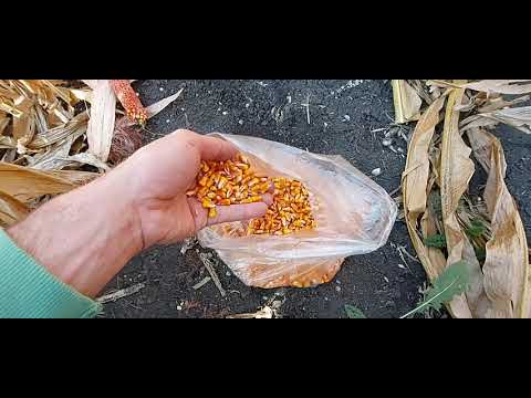 Видео: Проверка кукурузы на влажность