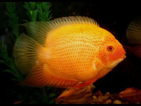 Видео: Нерест и трагедия Северум красный жемчуг