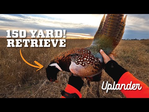 Видео: CLUTCH ловит диких фазанов! (Финал)