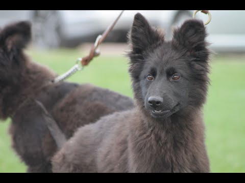 Видео: НОВ КОНКУРС и годишната изложба на НЕМСКО ОВЧАРСКО КУЧЕ!