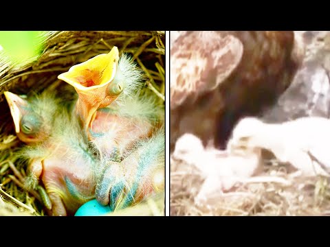 Видео: Никто бы не захотел оказаться на месте птенцов птиц. И вот почему!