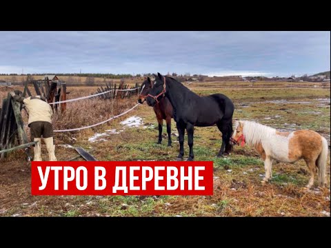 Видео: УТРО В ДЕРЕВНЕ | УБОРКА У ЛОШАДЕЙ