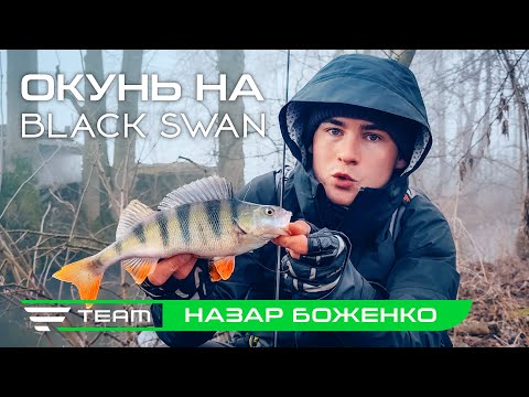 Видео: Зимова ловля окуня на Black Swan. Як змусити пасивного окуня клюнути?