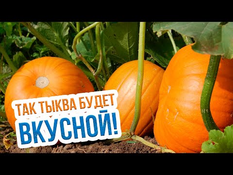 Видео: Когда убирать тыкву с огорода: признаки зрелой тыквы, сроки и уход? Собираем урожай тыквы