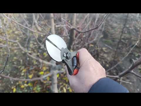Видео: Урок по обрезке пальметты система клик