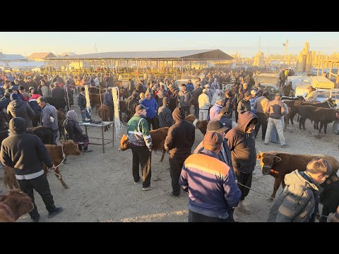 Видео: БЕРУНИЙ УЖАК БОЗОРИ 2 КИСМ 19.10.2025