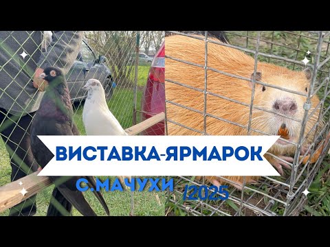 Видео: 05.04.2025 ВИСТАВКА-ЯРМАРОК ГОЛУБІВ ТА ІНШИХ ТВАРИН с. МАЧУХИ ПОЛТАВСЬКИЙ РАЙОН ПОЛТАВСЬКА ОБЛАСТЬ