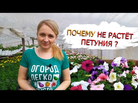 Видео: Почему не растет петуния - возможные причины. Как вырастить красивую петунию