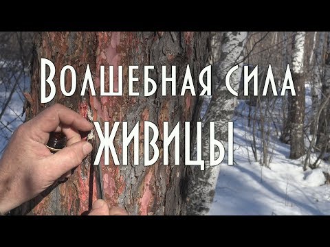 Видео: 🌲 Волшебная сила живицы, живица - смола лиственницы, лекарственная