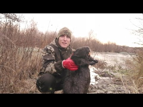 Видео: Охота на бобра осенью КП-250 + ПРИМАНКА / Первый трофей