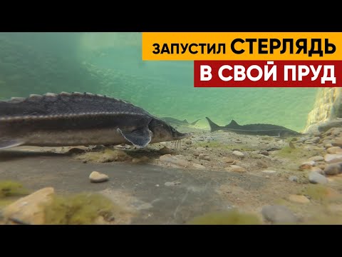 Видео: ЗАРЫБЛЕНИЕ ПРУДА . Стерлядь. Осетр Русский. Окунь. Карась. Линь | будет интересная рыбалка для детей