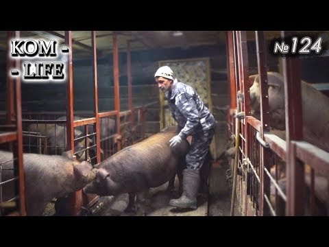 Видео: Предновогодний день