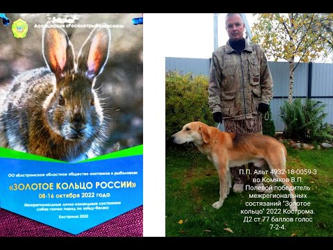 Видео: Межрегиональные состязания гончих по зайцу-беляку" Золотое кольцо" Кострома 8-19 октября 2022 года.