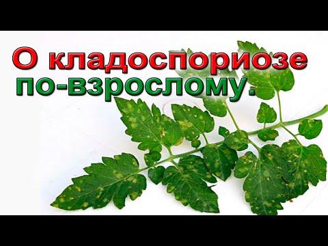 Видео: КЛАДОСПОРИОЗ. Берегите урожай.