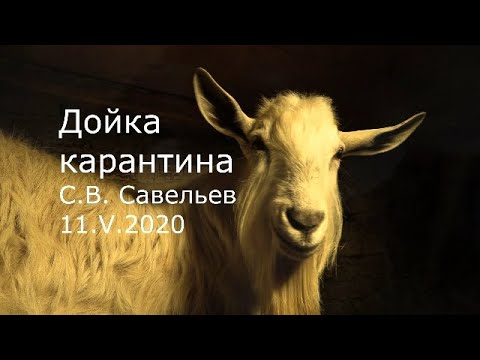 Видео: С.В. Савельев - Дойка карантина
