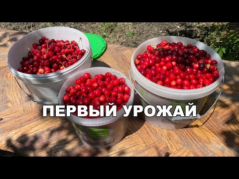 Видео: Будни 6 Первый урожай