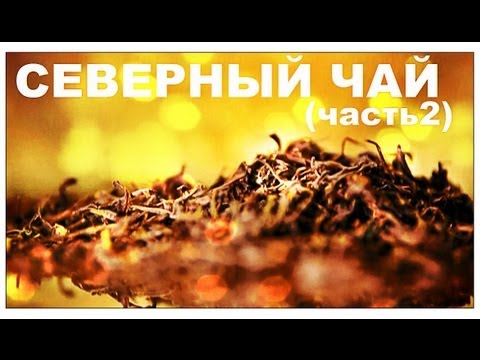 Видео: Галилео. Северный чай (часть 2)