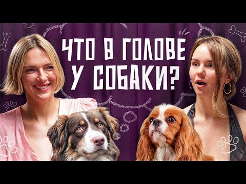 Видео: Собаки мечтают? Помнят хозяина? Зачем нюхают пoпы? Самооценка, ревность и цели в жизни у пёсиков