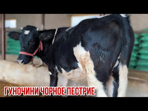 Видео: Алои ферма Спитомен Охунчон 5 ноября 2025 г.