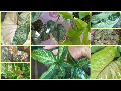 Видео: СИНГОНИУМЫ🍀Тиффани🌷Триколор🍀Пинк Флескид и др.🍀ТИЛЛАНДСИИ🌷Формирую кустики СЦИНДАПСУСОВ🍀Неон🌷Пиктус