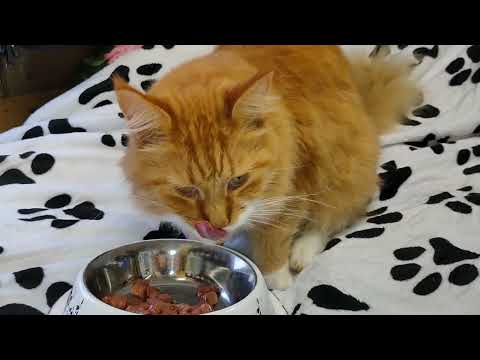 Видео: Кот Барон