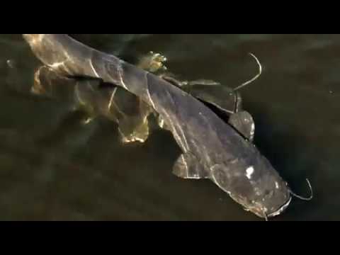 Видео: Сомы-гиганты [Чернобыльская зона] | Film Studio Aves