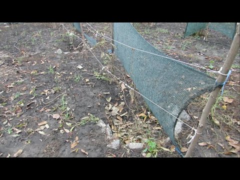 Видео: Укрытие молодых саженцев киви